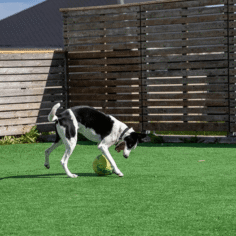 pet-boarding