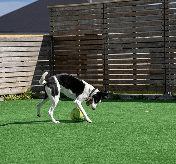pet-boarding