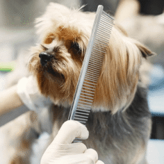 pet-grooming
