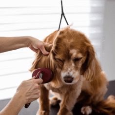 pet-grooming-academy