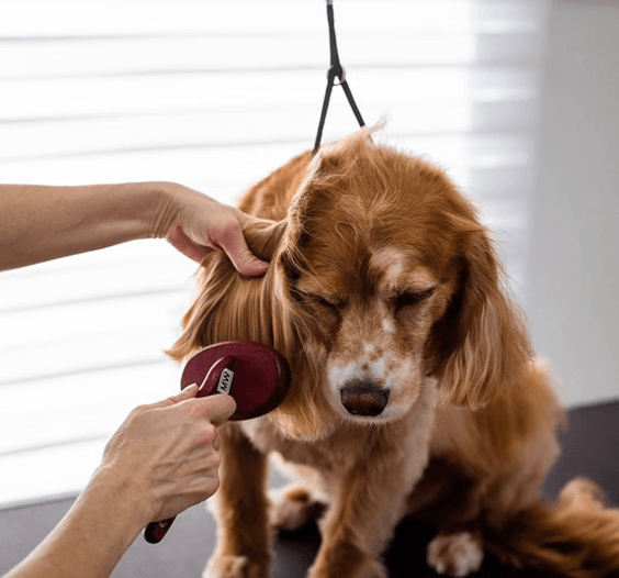 pet-grooming-academy