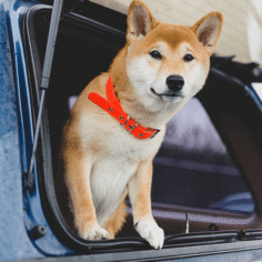 pet-taxi