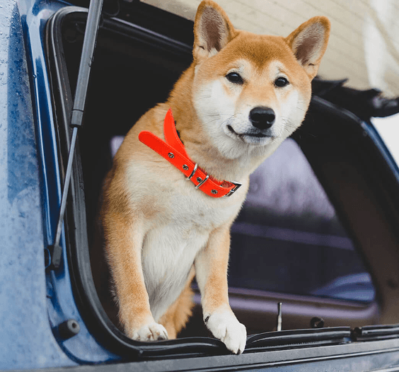 pet-taxi