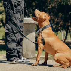 pet-training